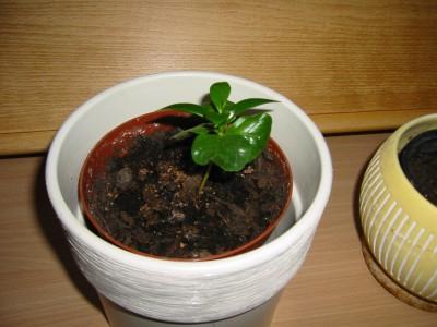 indoor plant arabica coffee care