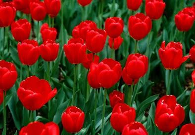 quand planter des tulipes