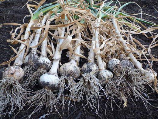 when to plant garlic in the suburbs in 2016