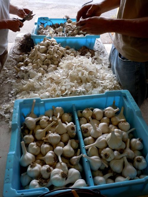 Proper garlic harvesting