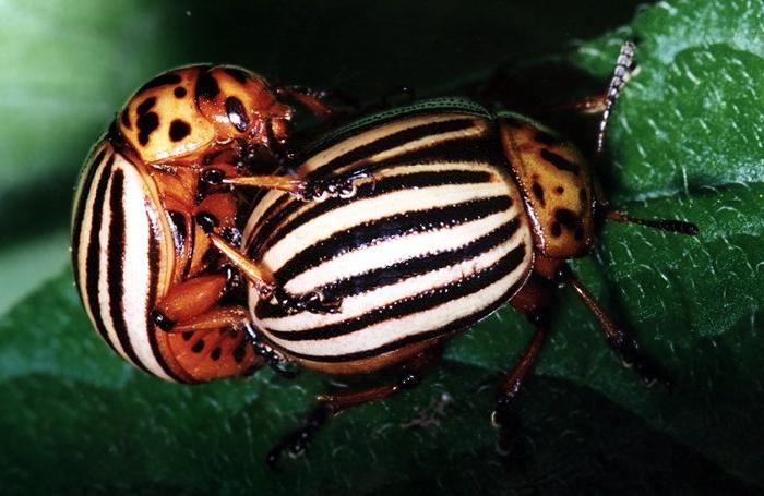 means of combating the Colorado beetle