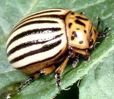 Colorado Beetle bojová opatření