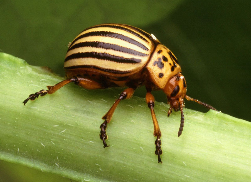 scarabeo del Colorado