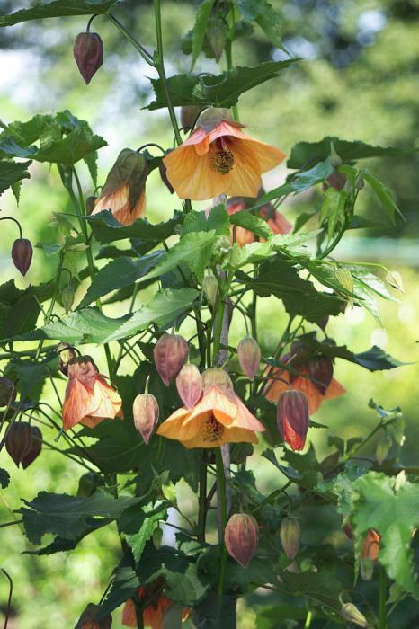 Abutilon - въжена линия - клен на закрито - китайски фенери