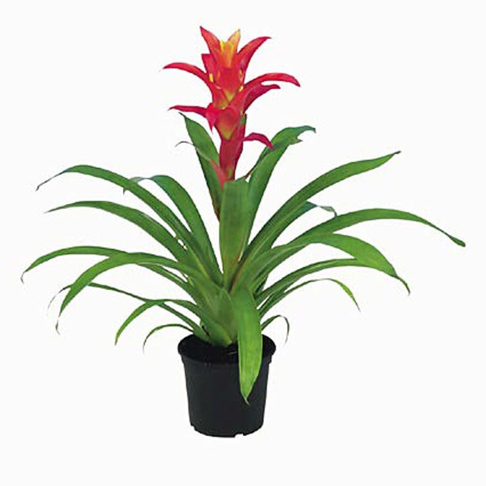 guzmania como cuidar