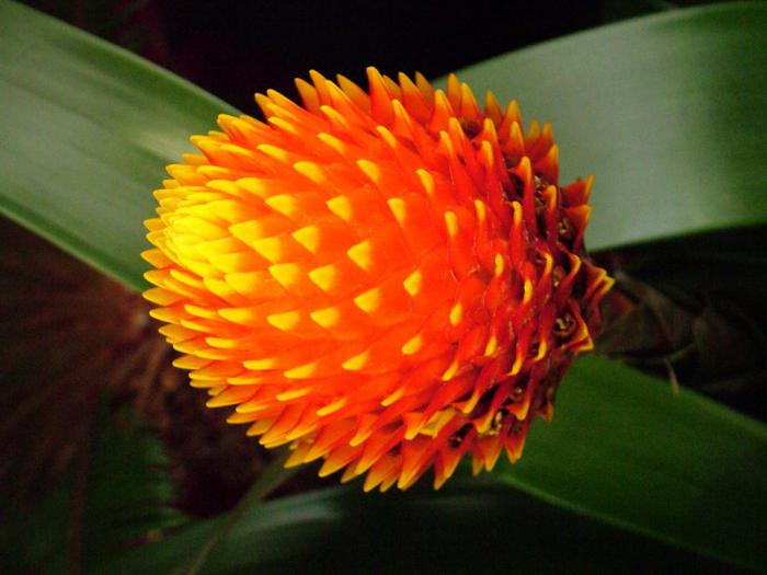 flor de interior guzmania como cuidar