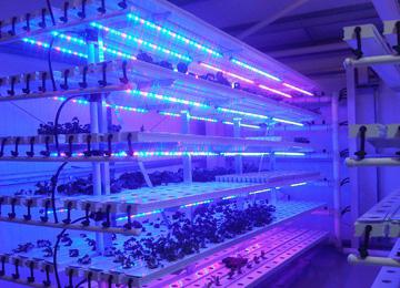 LED лента за отглеждане на растения 