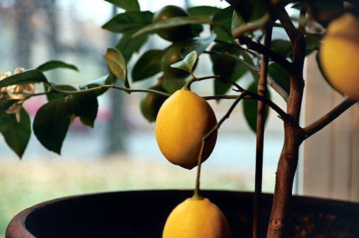 фиданки от лимон павловски