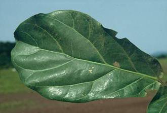 ficus lyre pruning