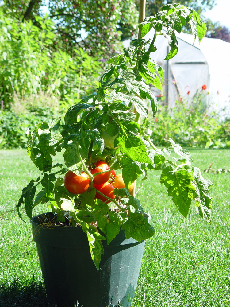 Low-growing tomatoes