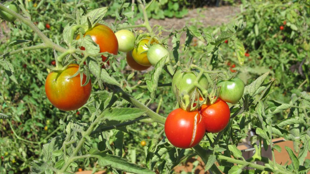 Tomaattilajikkeet