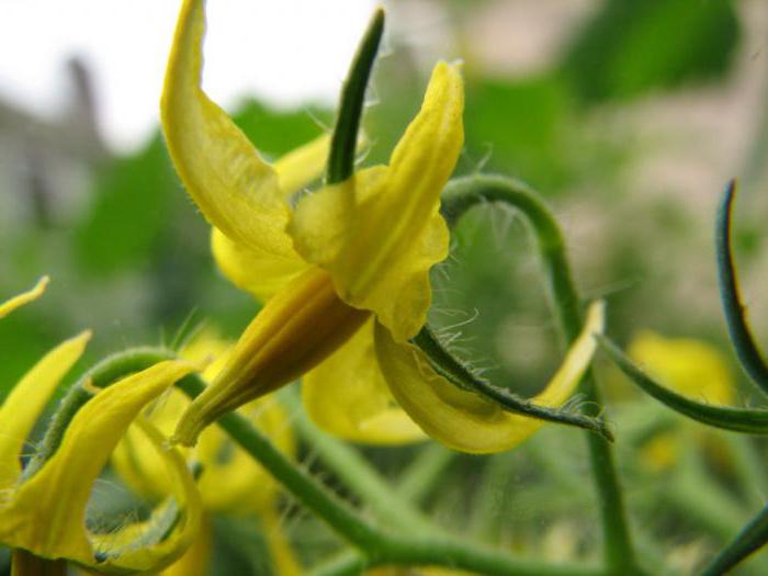 Cómo alimentar tomates para fruta