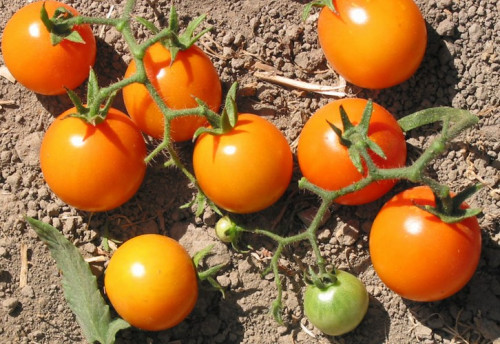 Tomaattilajikkeet Siperiaan