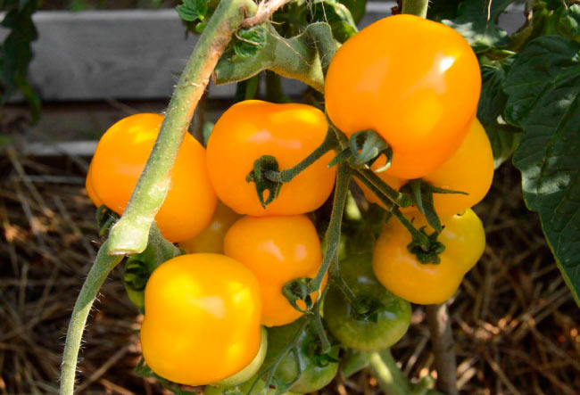 Кехлибарени домати