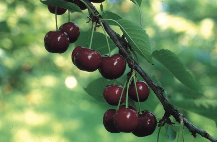 some varieties of cherries is better for the Leningrad region