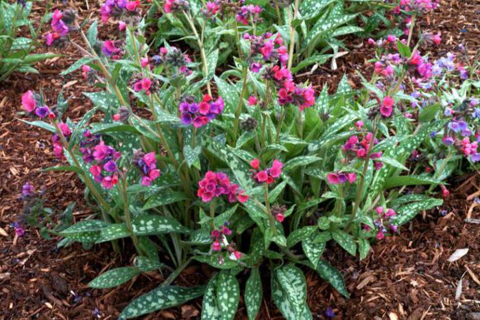 مرقط Lungwort