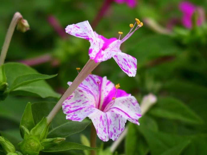 mirabilis planting and care