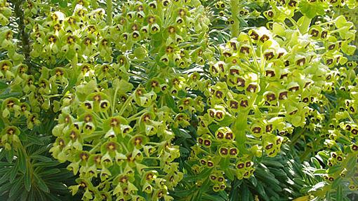Euphorbia kam