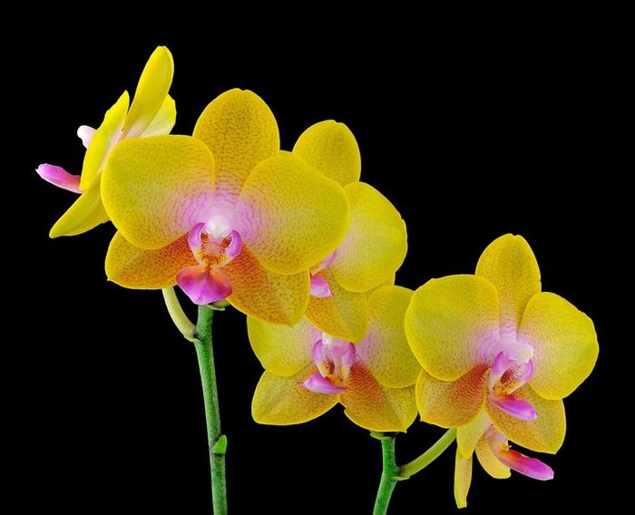 onko mahdollista siirtää kukkiva orkidea
