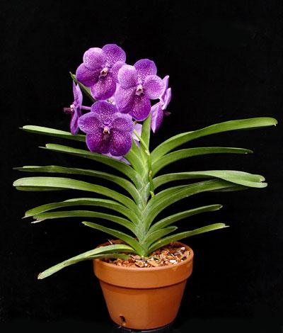 orkidea-wanda Hinta