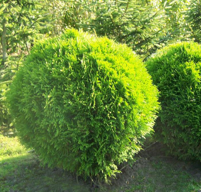 thuja omsorg om våren