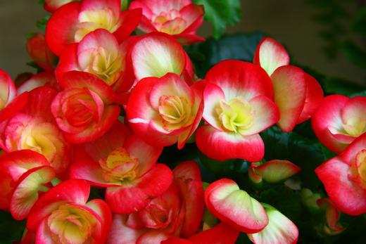 begonia how to plant a tuber