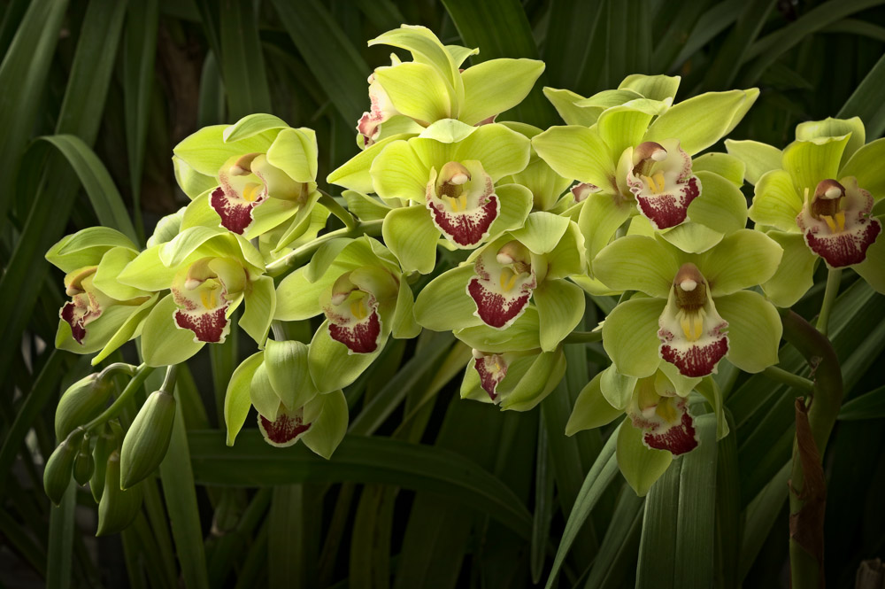 orkide cymbidium