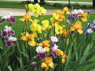zorg voor irissen na de bloei