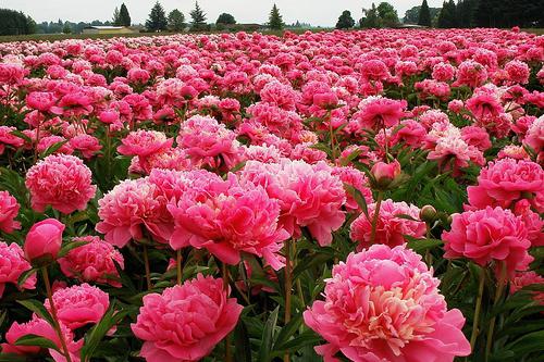 peony growing