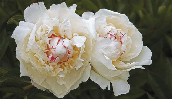 peonies cultivation and care