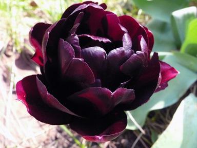 photo de tulipes de pivoine