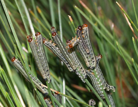 les chenilles mangent du pin