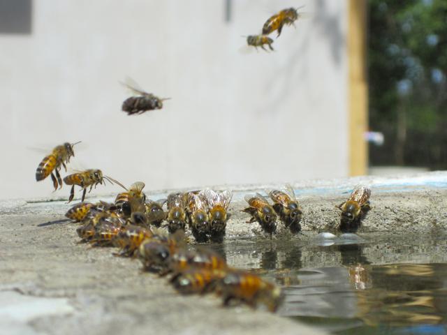 comment faire un abreuvoir d'abeille