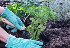 plantando salsa em terreno aberto