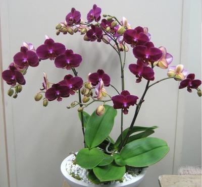 Care phalinopsis at home