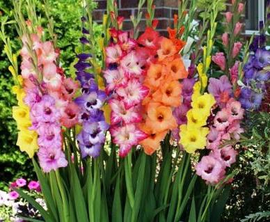 Plantio e cuidado de flores de Gladiolus