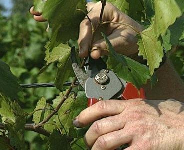 ウラルのブドウの農業技術