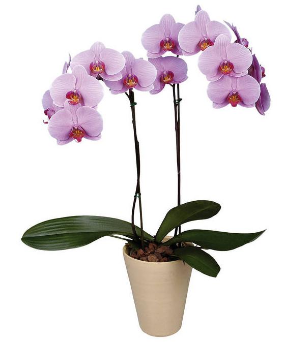 hoe de orchidee te reanimeren