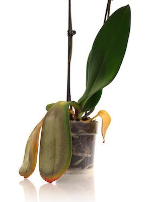 hoe een orchidee in water te reanimeren