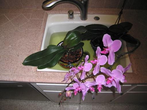 hoe je een orchidee zonder bladeren kunt laten herleven