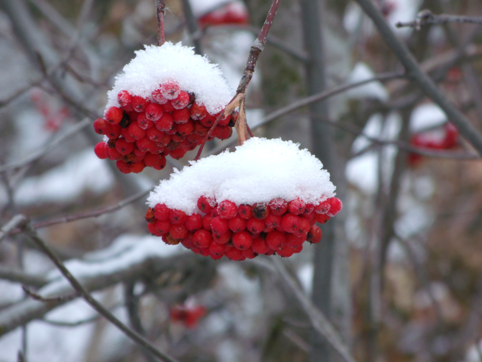 Rowan röd i vinterskogen