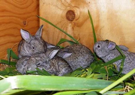 Welche Größe sollte die Mutterlauge für Kaninchen sein?