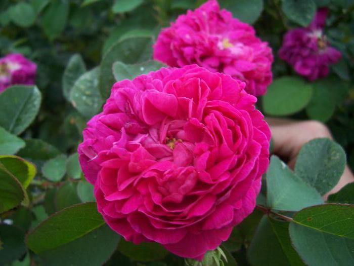 de mooiste rozen ter wereld foto