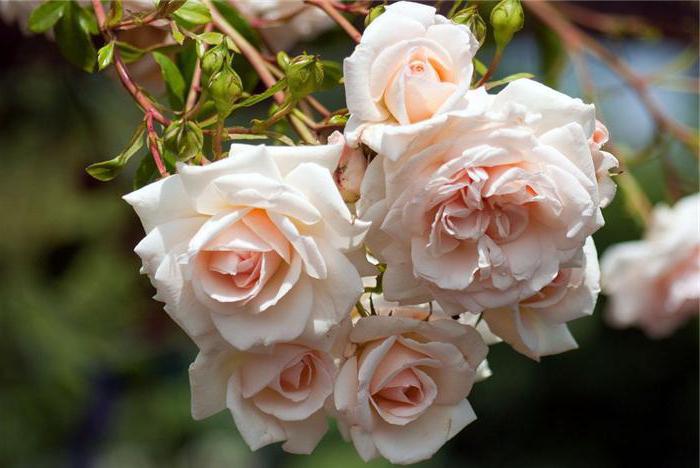 दुनिया में सबसे सुंदर गुलाब क्या हैं