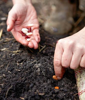 cultivo e cuidado com aspargos