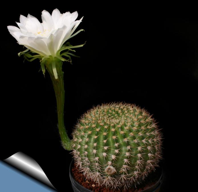 foto e nomi di piante grasse cactus