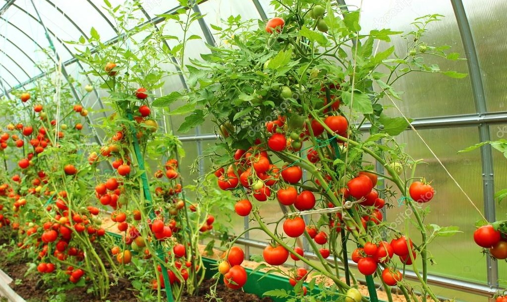 Tomates de serre