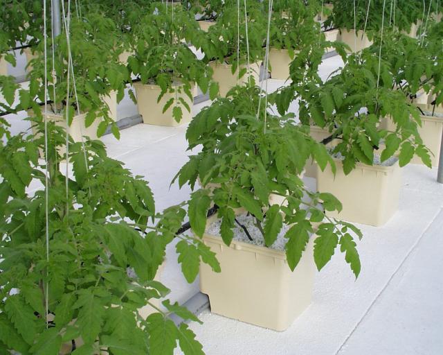 Tomato King of the Market beoordelingen