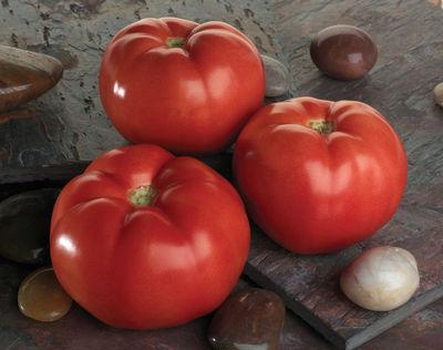 pomidor linda opinie wydajność zdjęć