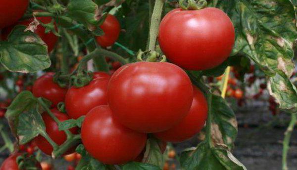 variety of tomatoes siberian miracle reviews